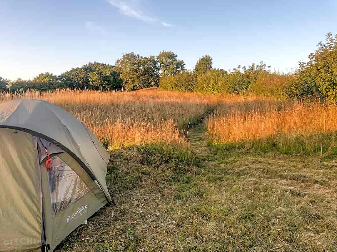 Golden Hill Wood: Camping field (photo added by manager on 27/07/2023)
