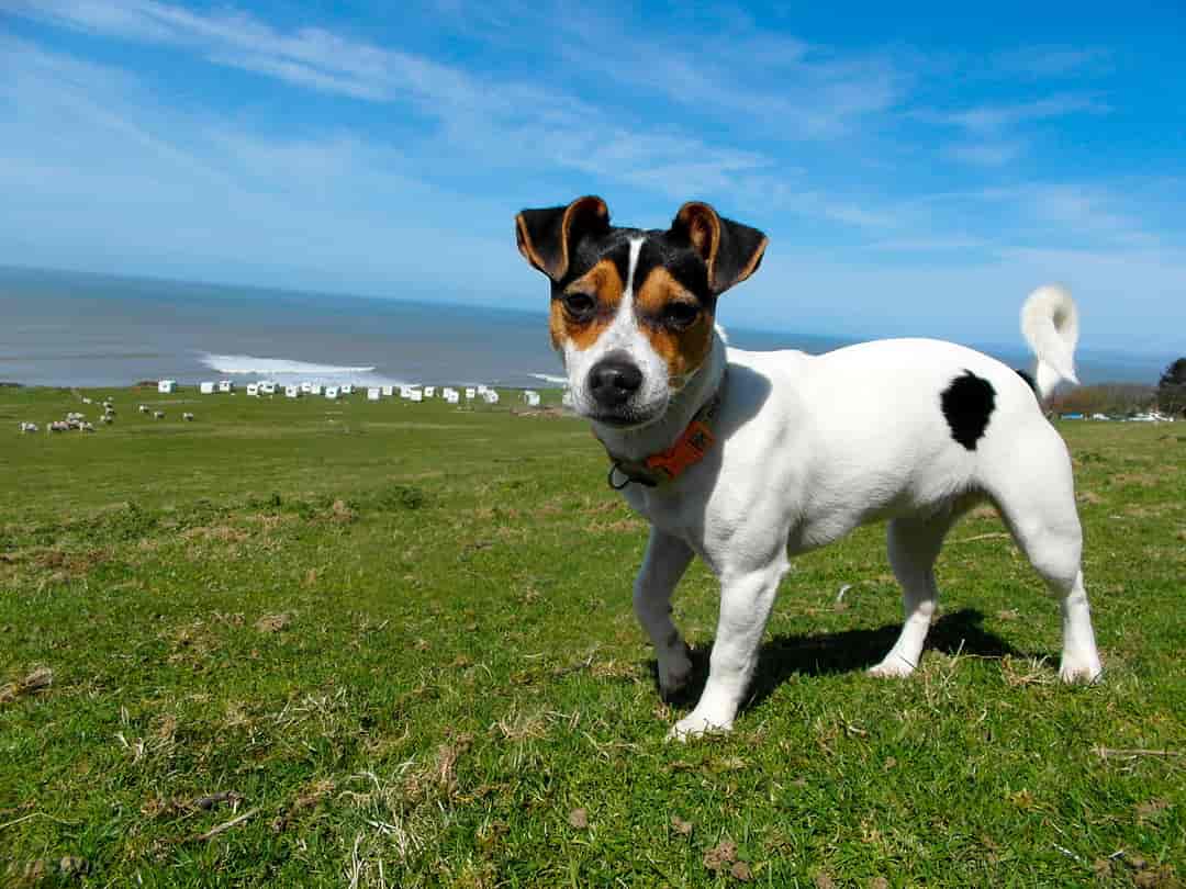 Morfa Bychan Holiday Park: Dog-friendly walks from the park