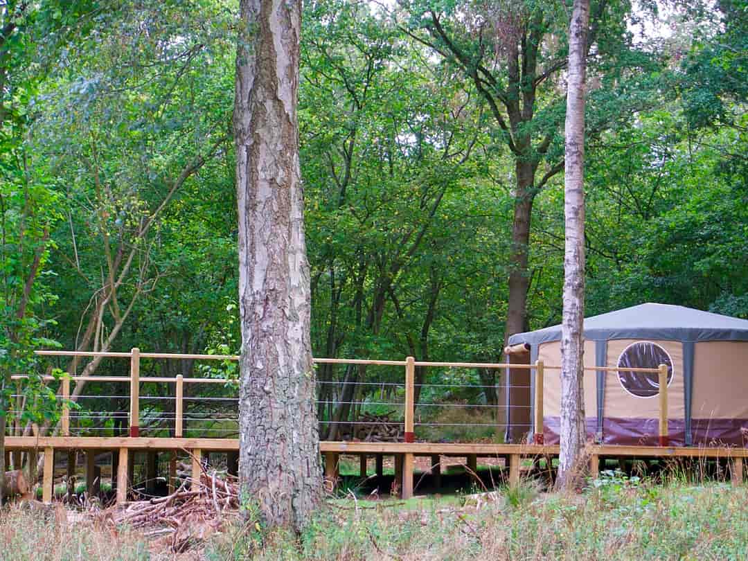 English Forest Experience: Yurt and decking