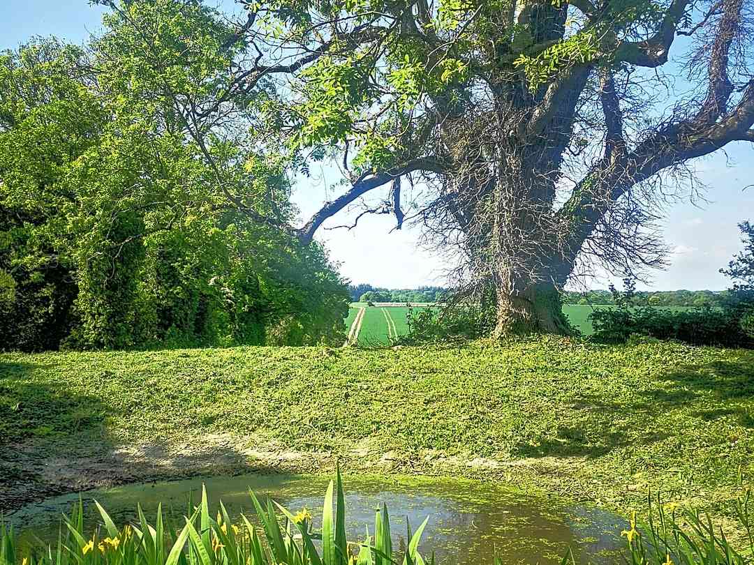 Chettle Campsite