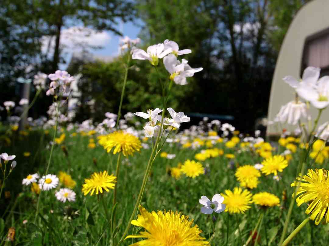 Nibelungen Camping Am Schwimmbad Furth Pitchup