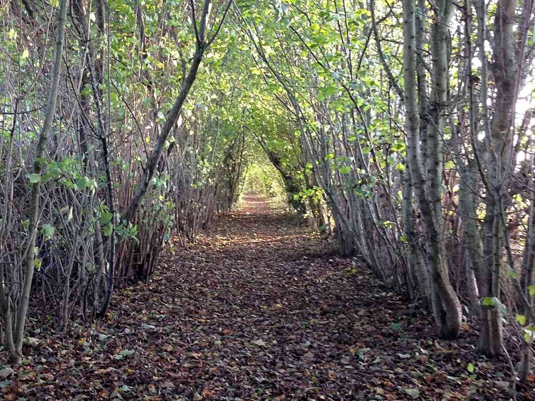 Sychpwll Centre: Wildlife corridor on site (splits the two camping fields) (photo added by manager on 04/12/2014)