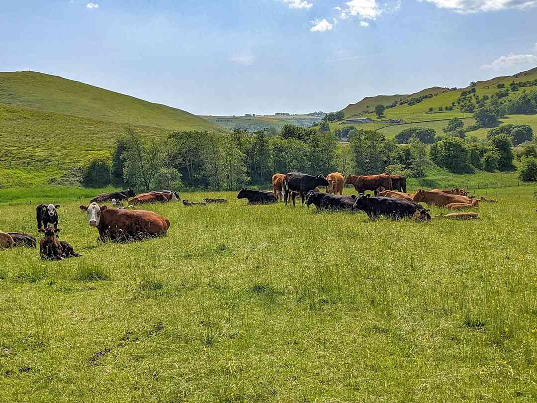 Gateham Grange Camping