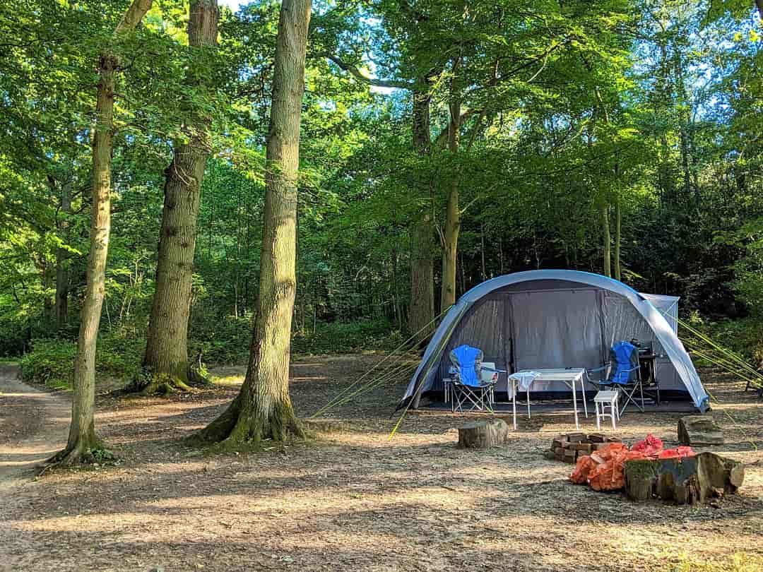 Evergreen Farm Woodland Campsite: Secluded forest pitch