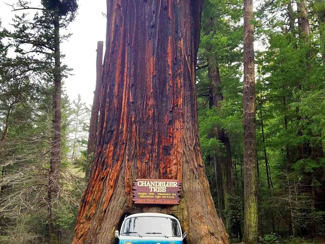 Giant Redwoods Rv Park And Camp Myers Flat Pitchup