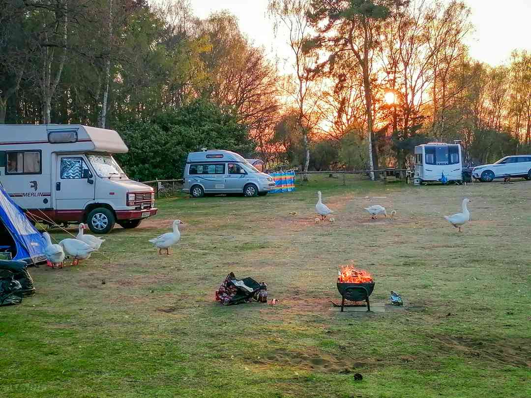 Sunflower Park
