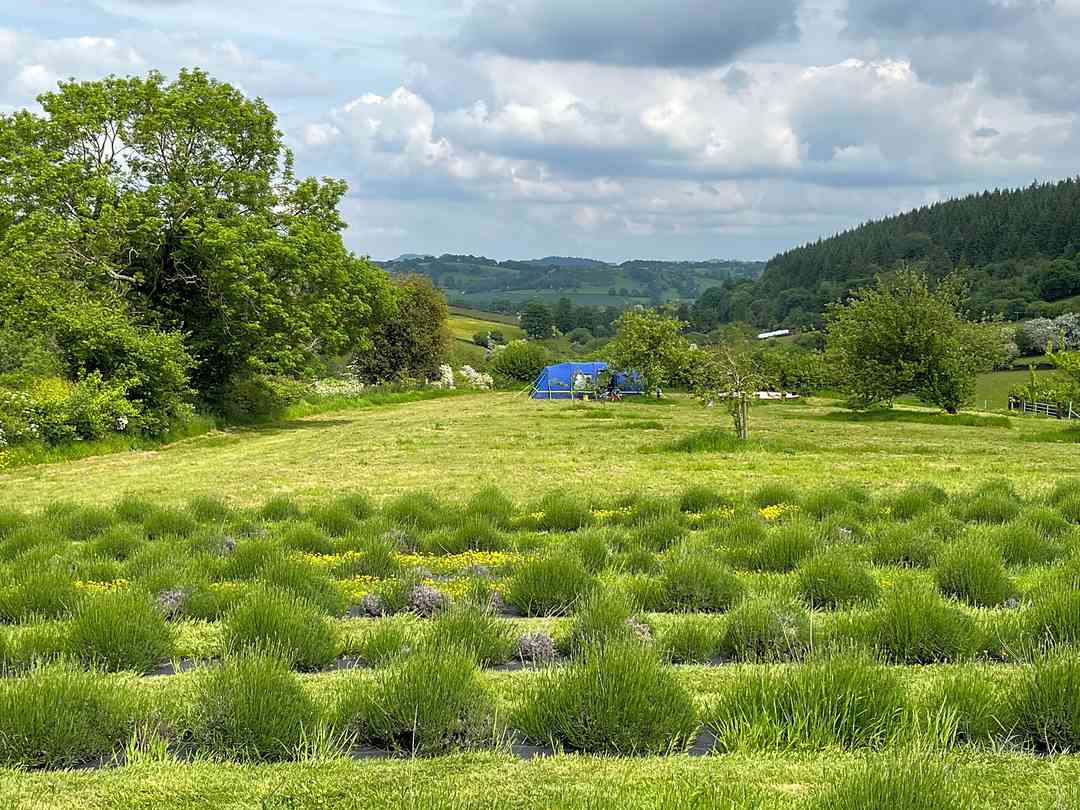 Willey Lane Farm (фото добавлено  02.06.2023)