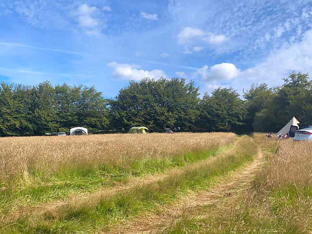 Exmoor Blueberries: Tent pitches