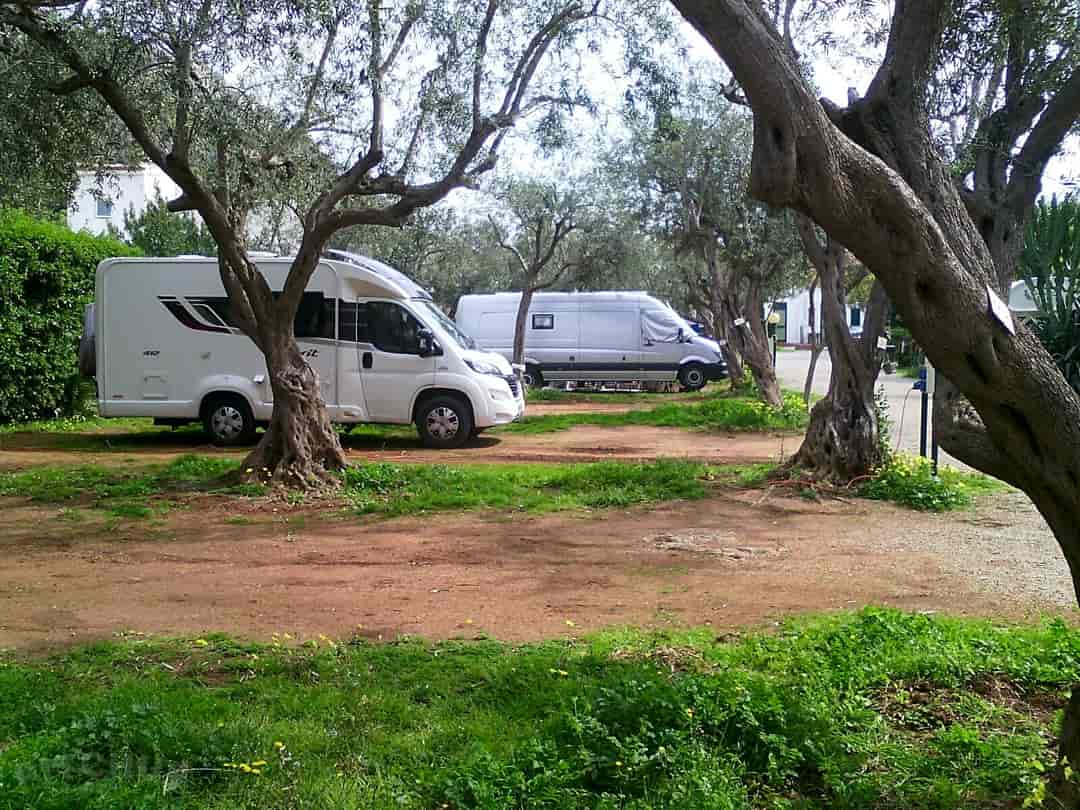 Camping degli Ulivi: Pitches among the trees