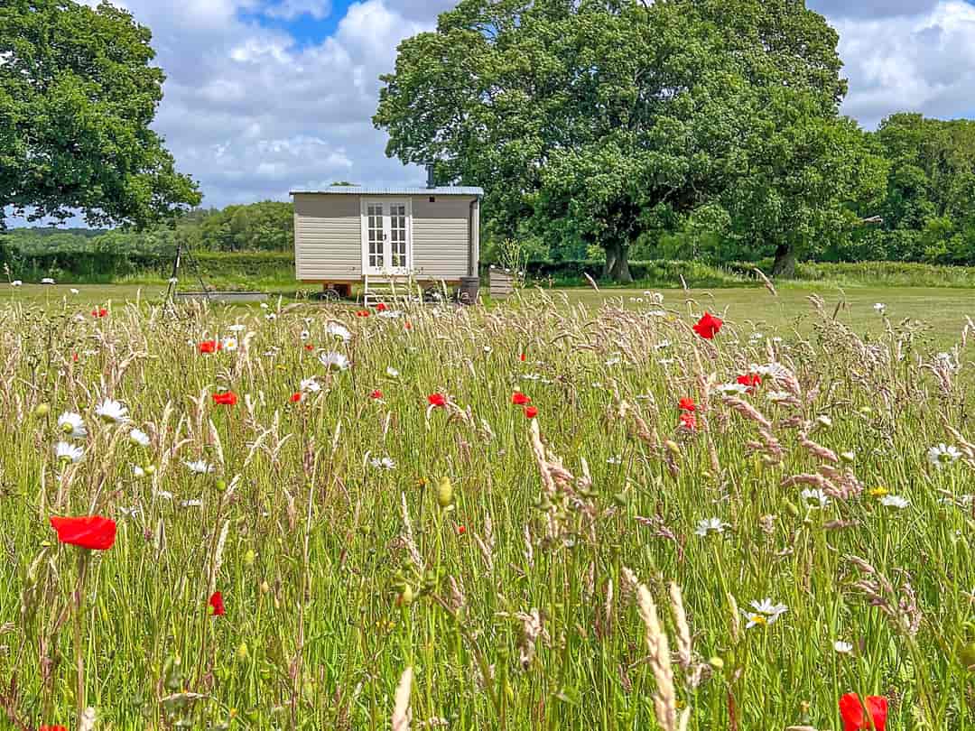 Sussex Meadow Shepherd's Huts: Shepherds Hut (photo added by manager on 14/10/2022)