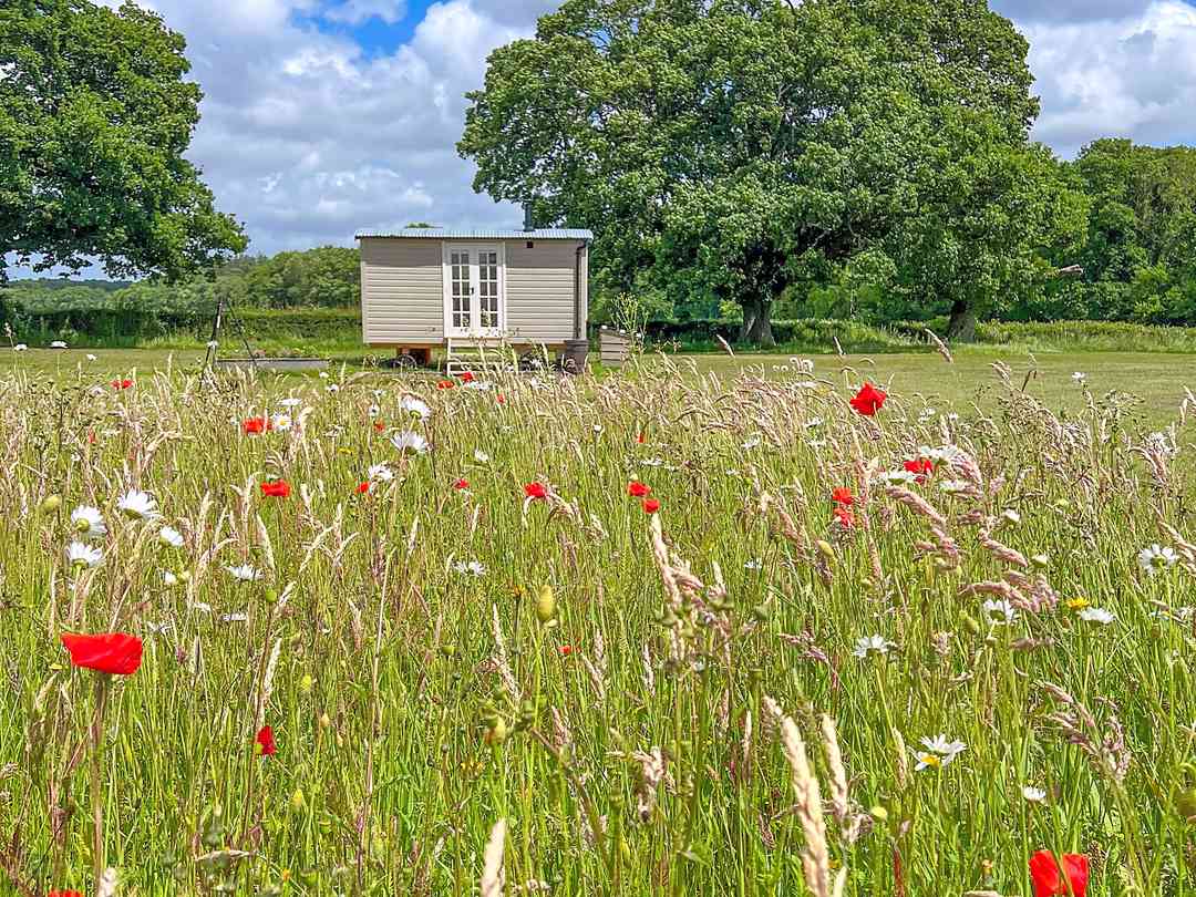 Sussex Meadow Shepherd's Huts (bilde lagt til av leder den 10/14/2022)