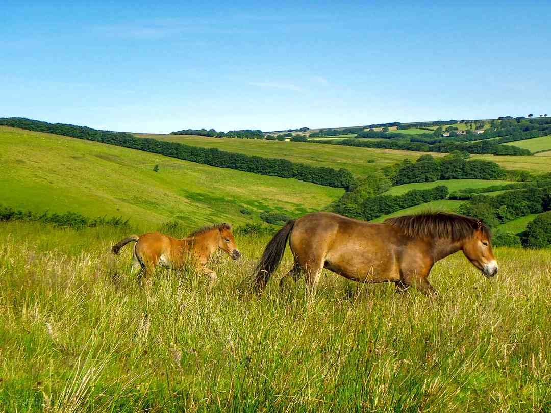 Headgate Farm: horses on the site (photo added by manager on 16/09/2022)