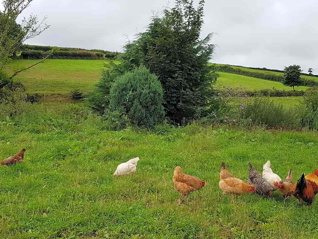 Barle Brook Retreat: Free-range hens