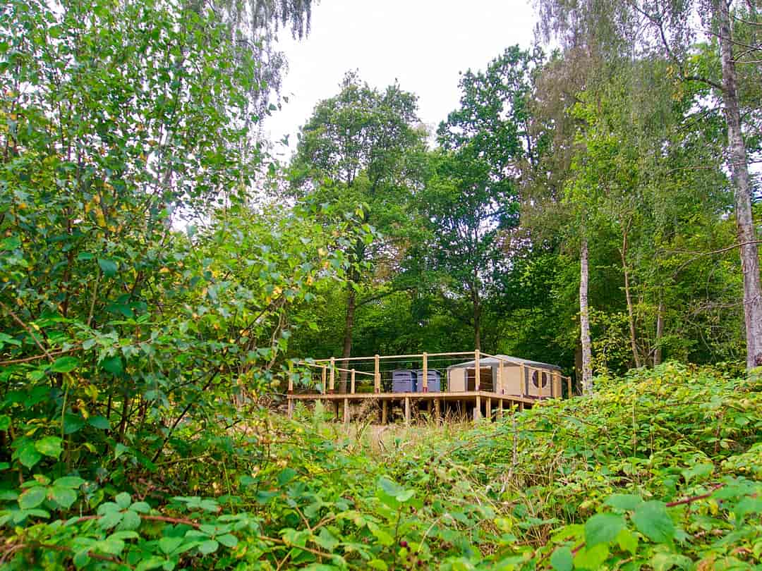English Forest Experience: Woodland-based yurt and decking (photo added by manager on 31/08/2023)