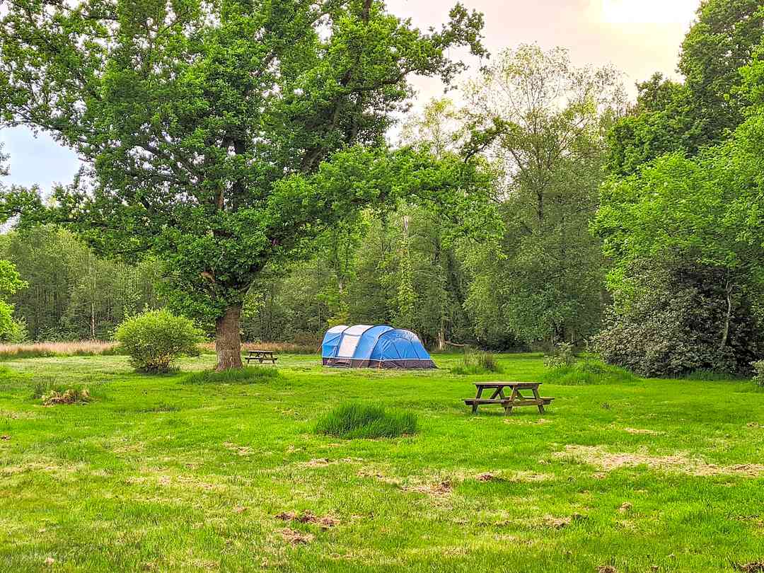 Meadow Tree Farm: Grass pitches