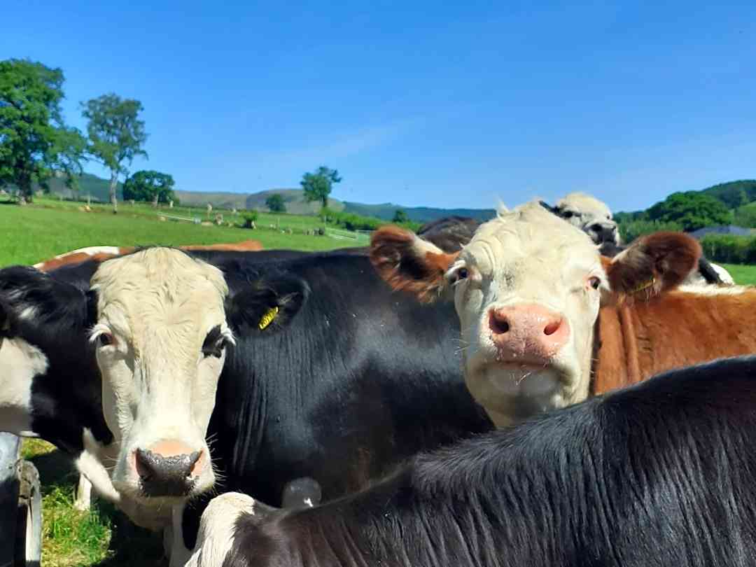 Calon y Cwm, Llandovery Updated 2021 prices Pitchup®