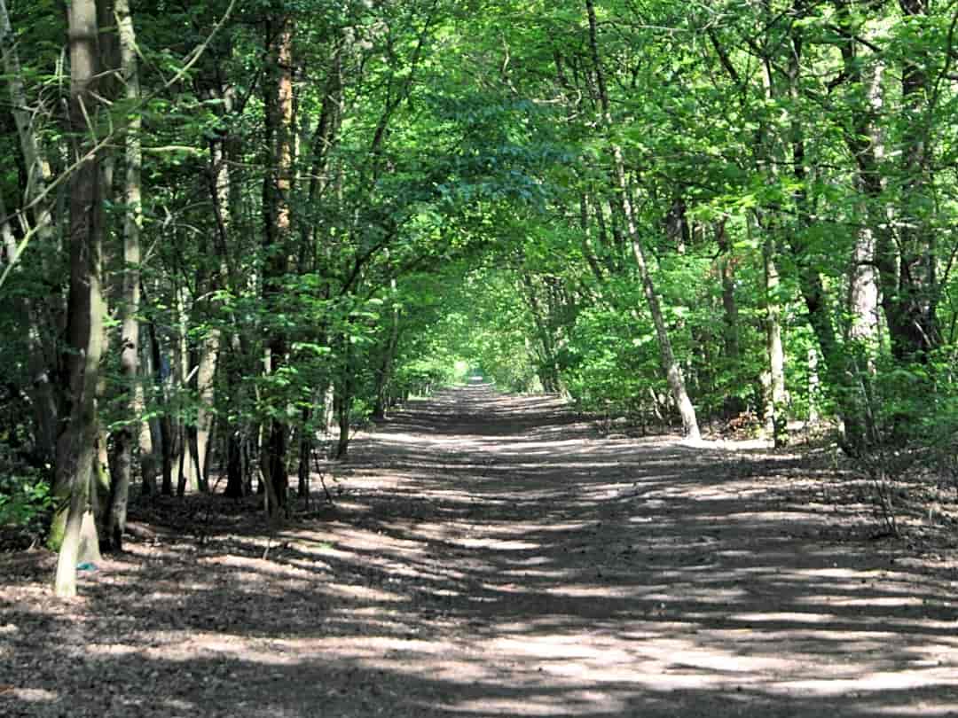 Camping Het Veen: Great walks on woodland footpaths