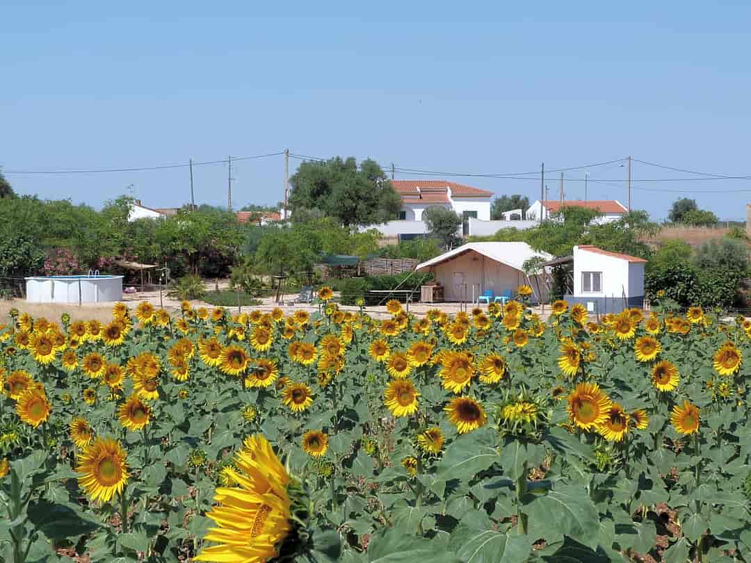 Glamping Portugal: Sunflower fields