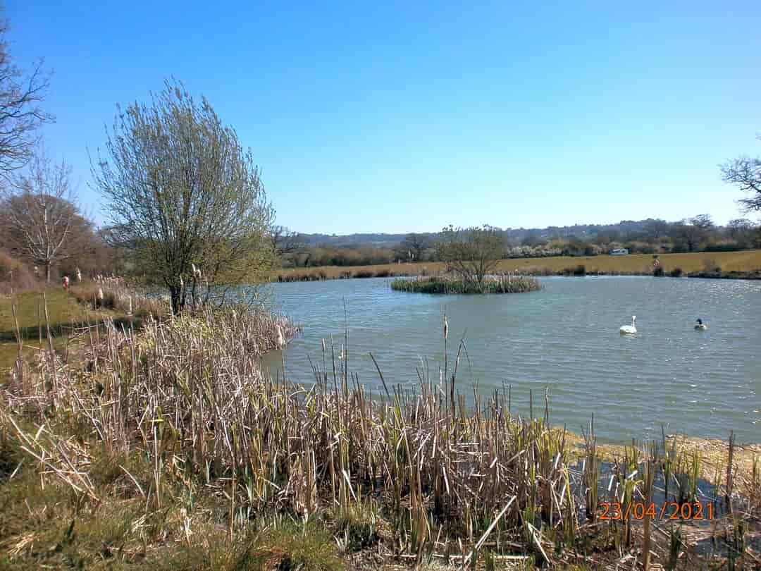 Shaftesbury Country Touring Park: Lake with swans and Canadian geese