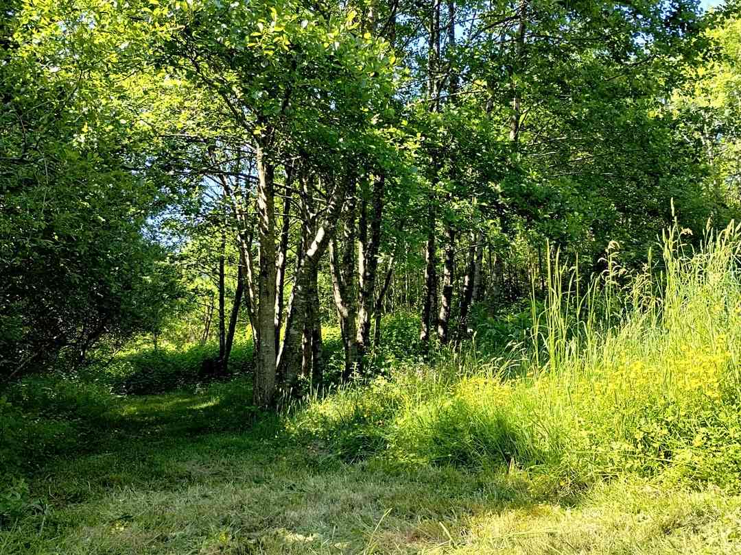 The Chicken House: The walking track around the area left for nature (photo added by manager on 01/06/2023)