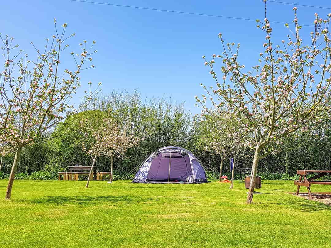 The Den and Orchard: Visitor image of grass tent pitch