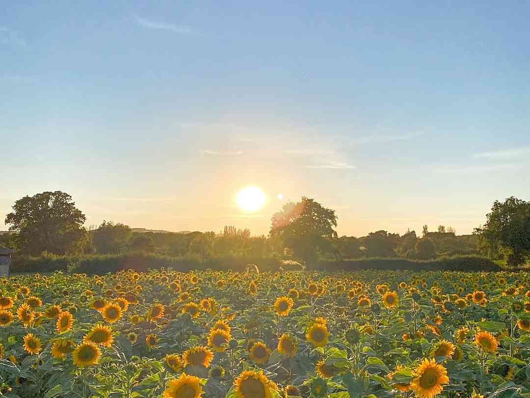 Lower House Farm: Pitch up right next to the sunflowers, which provide food for the birds in autumn