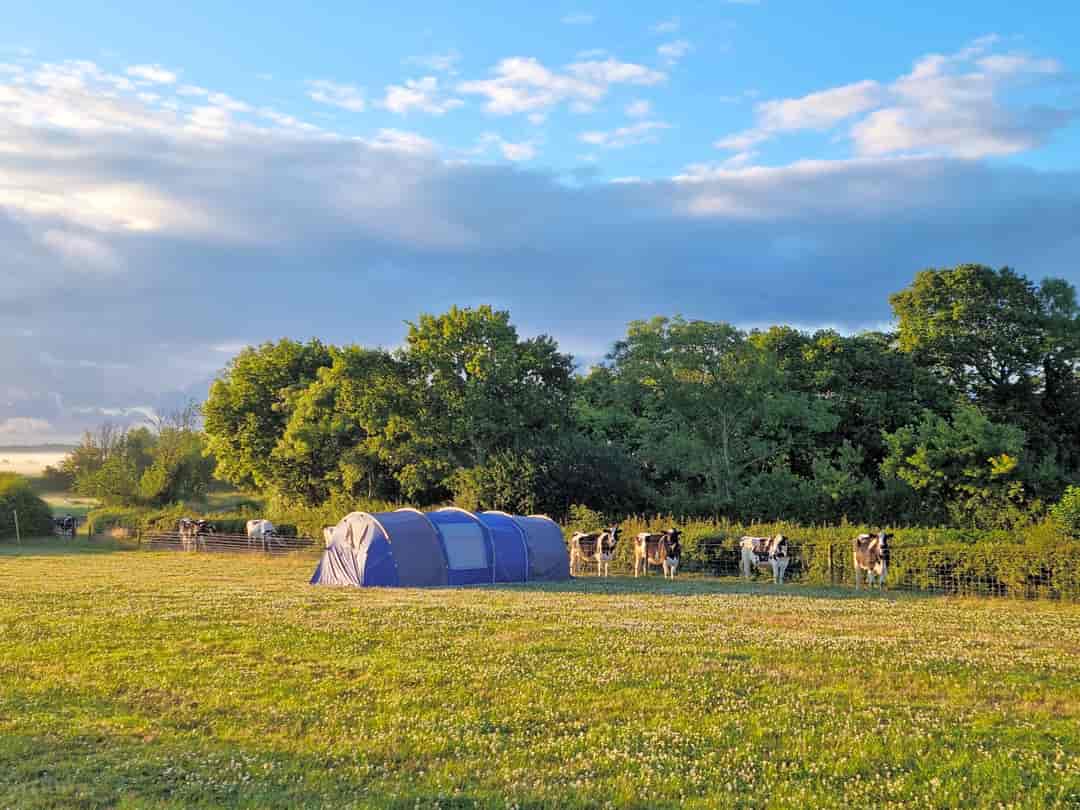 Longleys Farm Campsite: View of the site