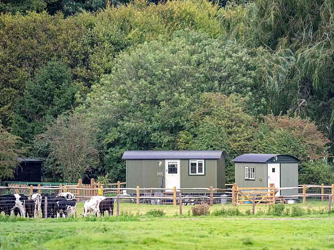 Splash Farm: Tansy and Ethel in the South Downs National Park (photo added by manager on 07/09/2023)
