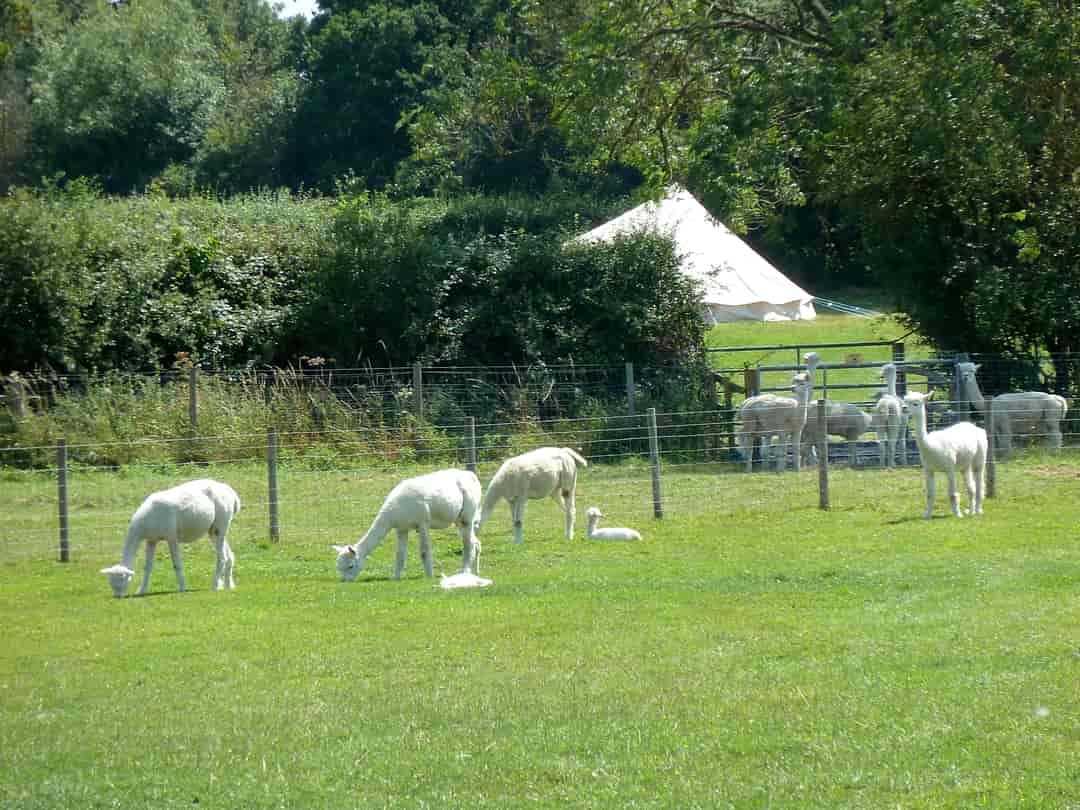 Lacock Alpaca Glamping: View from the paddock