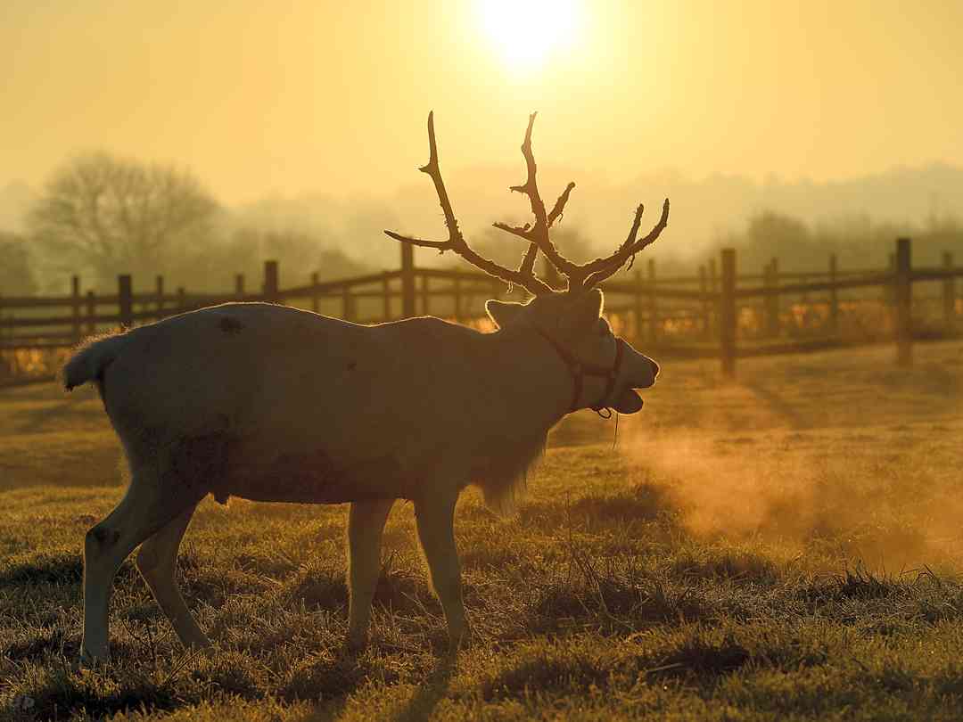 Somerset Reindeer Ranch: Dasher, one of the resident reindeer (photo added by manager on 29/05/2020)