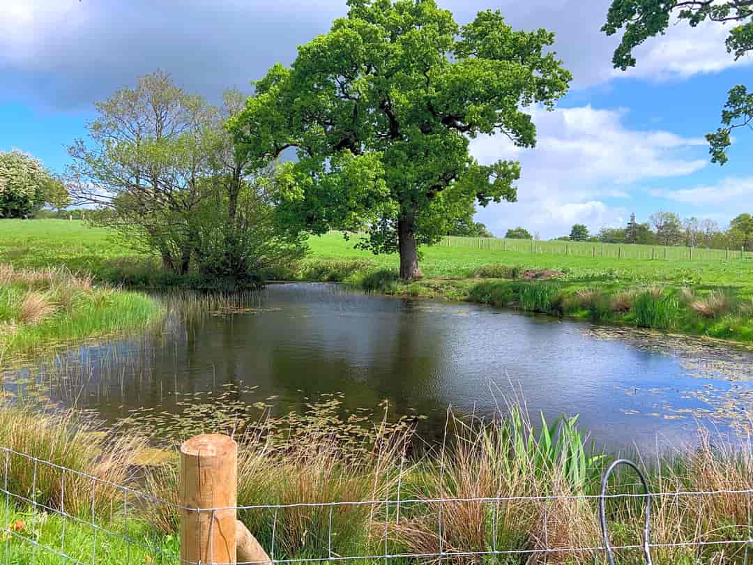 Bluebell Wilds: Pond