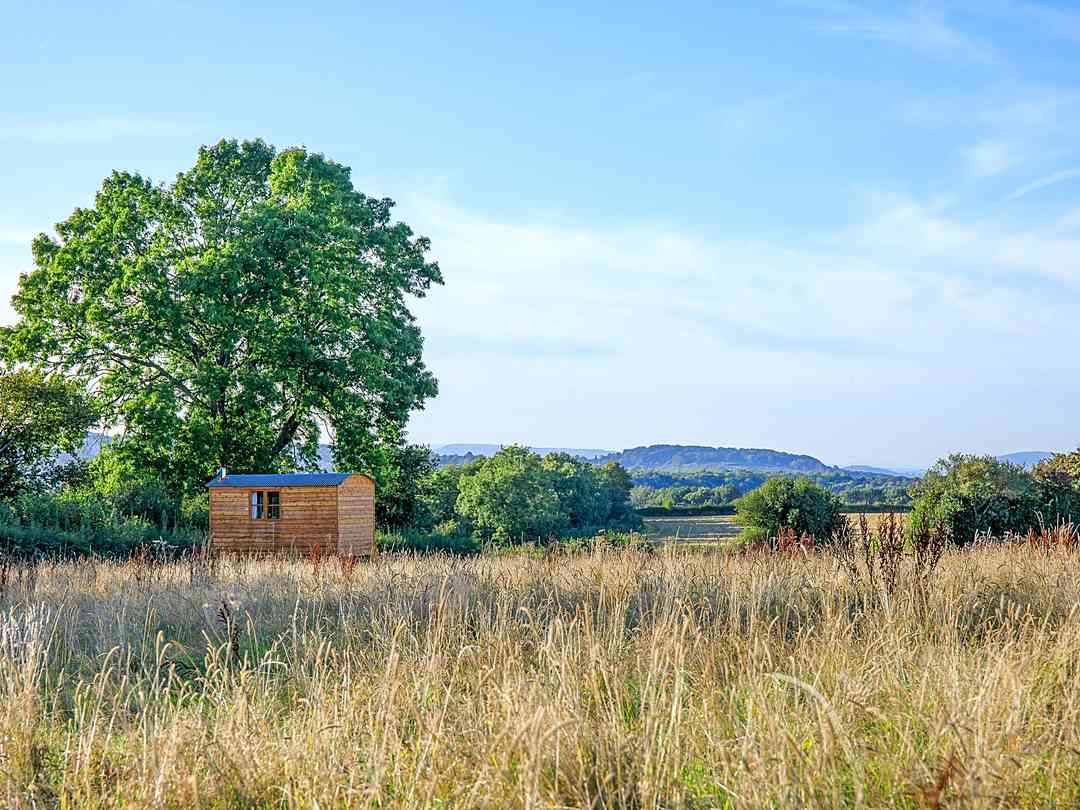 Cadora Woods Glamping: Tree sheltering the field