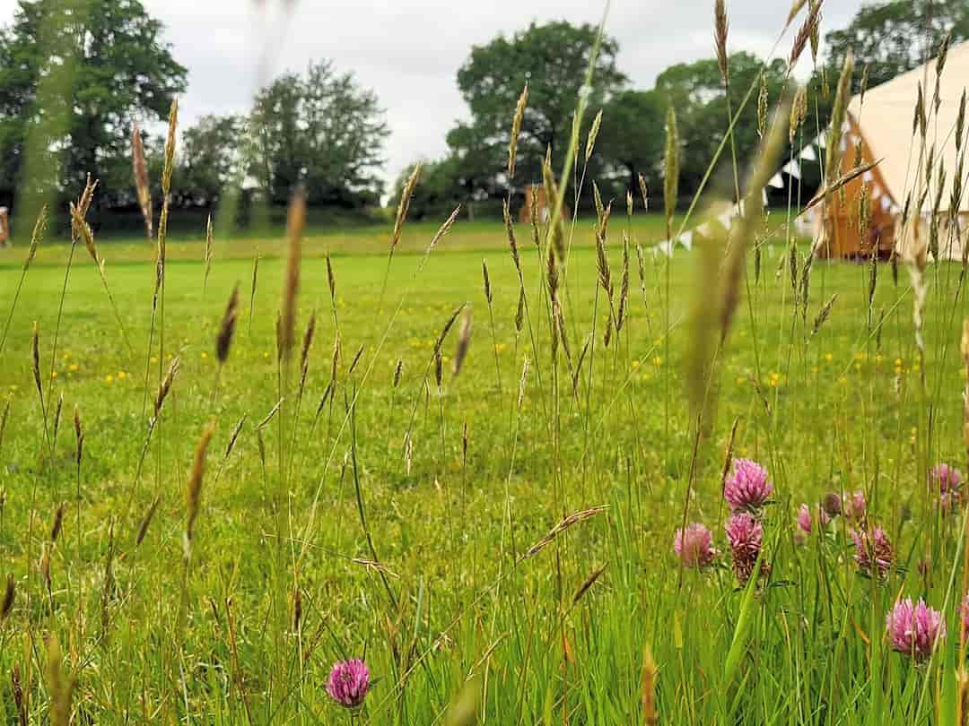 Buckland Farm Camping: Wild flowers in the camping meadow