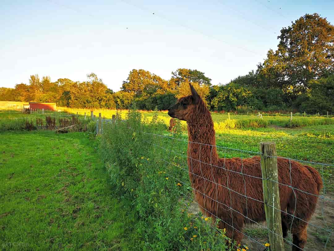 Pear Tree Farm: The male Alpaca standing proud. (photo added by  on 20/08/2021)