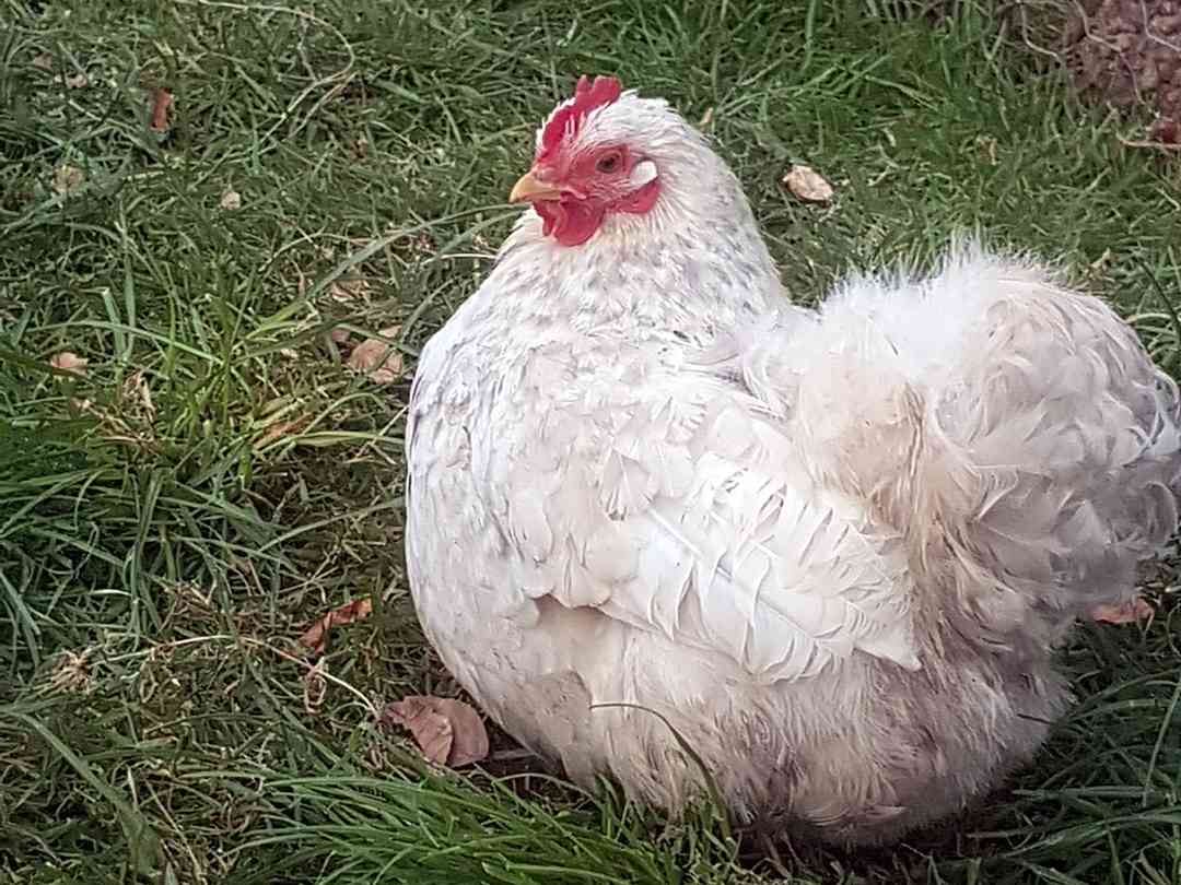 Barle Brook Retreat: Pekin Hen