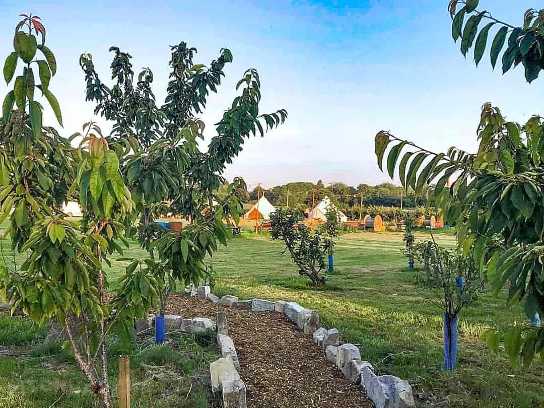 Bobsfield Campsite: Path through the orchard and the bell tents in the back