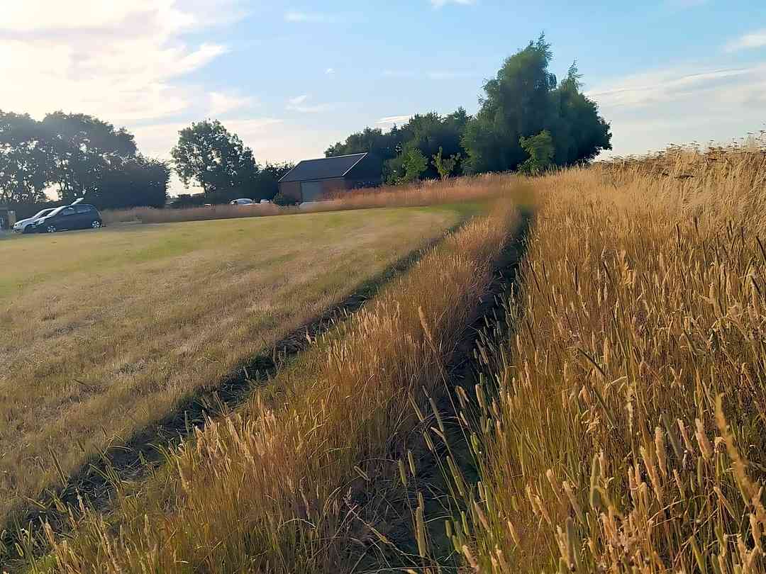 Wild grasses edging the pitching meadow (photo added by manager on 27/06/2024) AllThings Camping: Wild grasses edging the pitching meadow (photo added by manager on 27/06/2024)