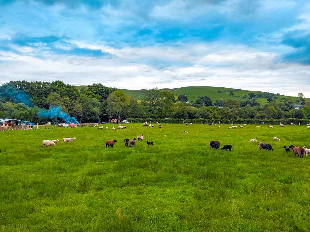 Cae Llwyn Camping (фото добавлено менеджером 14.10.2022)
