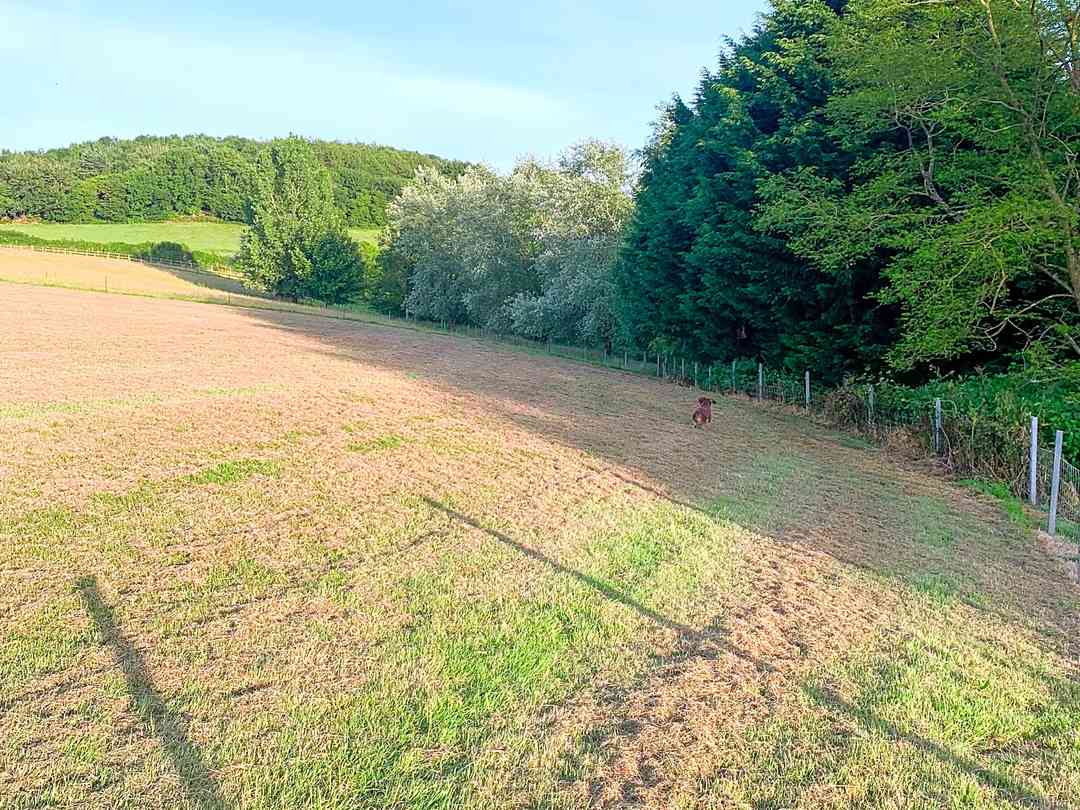 Pitches (photo added by manager on 15/07/2024) Willow Farm Camp Site: Pitches (photo added by manager on 15/07/2024)