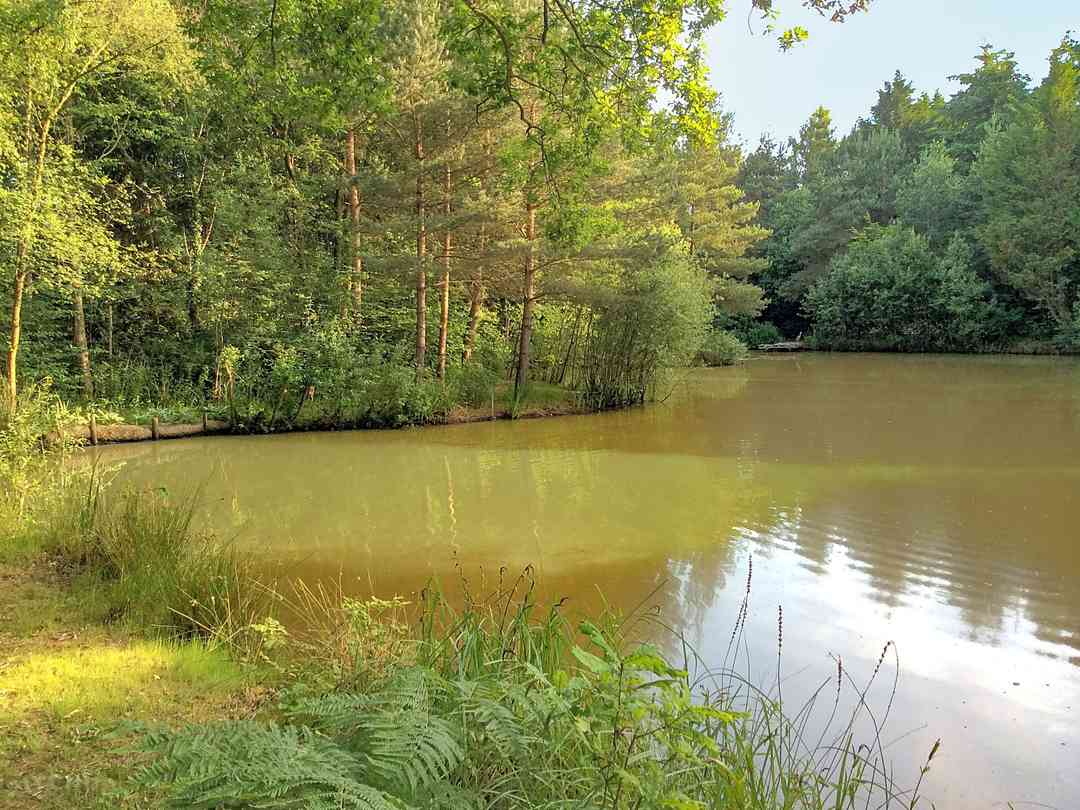 The Firs Fishery and Campsite: The lakes