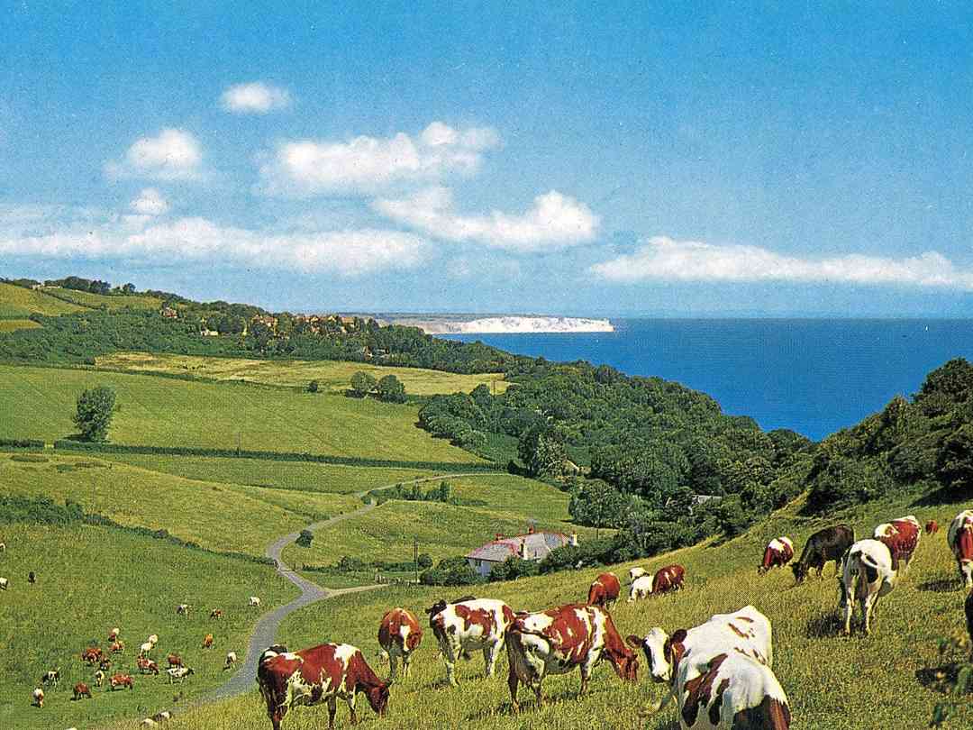 Ninham Country Holidays: Vintage postcard of Luccombe