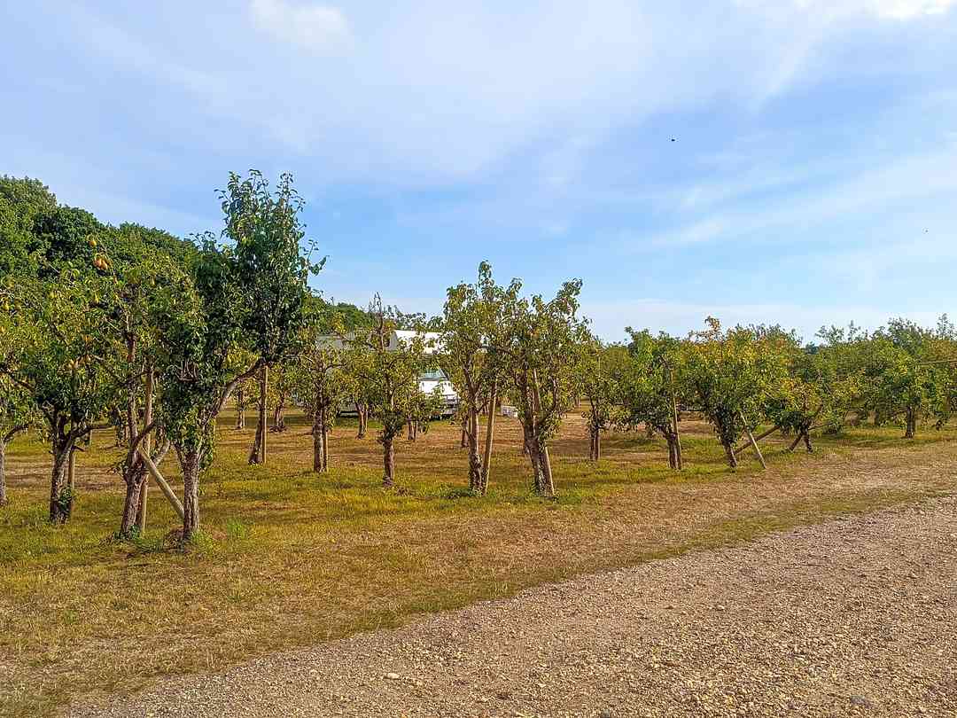 Pitches in the orchard (photo added by manager on 08/13/2025) Sopley Lake Camping: Pitches in the orchard (photo added by manager on 08/13/2025)
