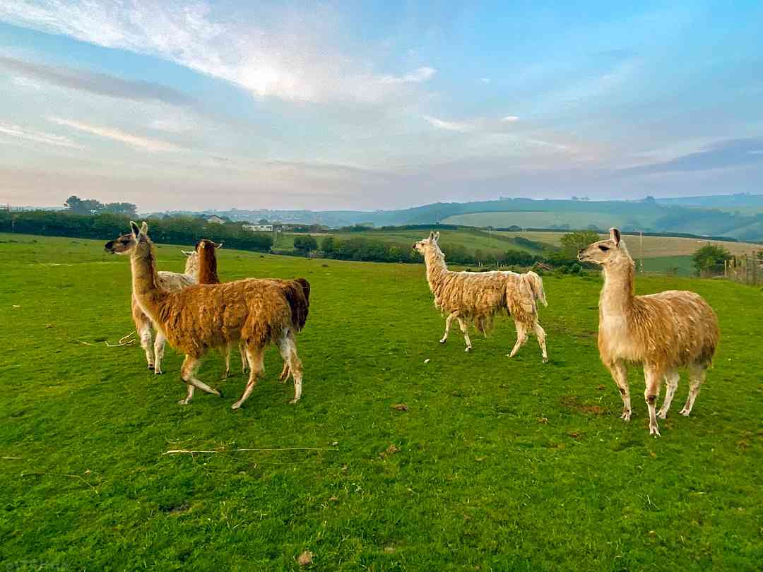 Calamazag Plant Nursery (photo ajoutée par le gestionnaire le 16 juil. 2025)
