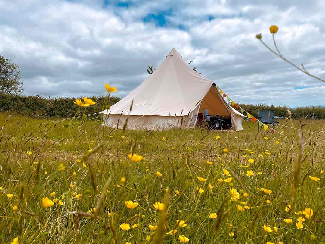 Sunnyside Eco Glamping: Tent pitched in a re-wilding meadow