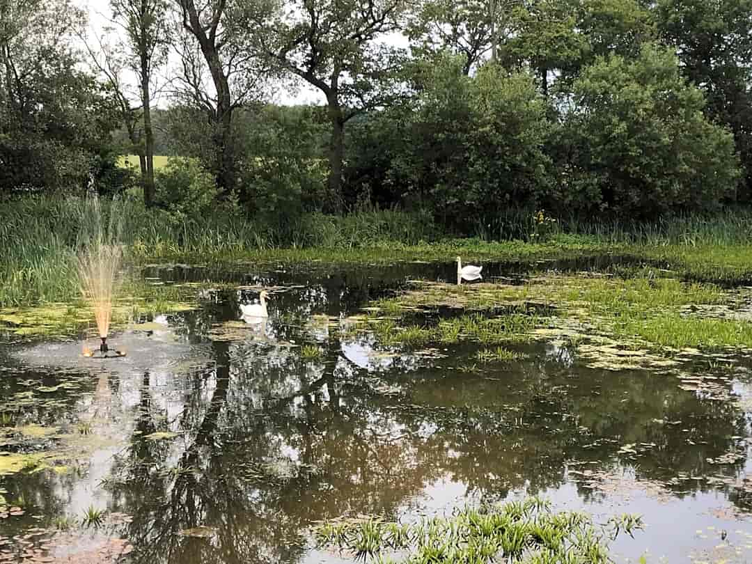 Flaxton Meadows: Pond on site
