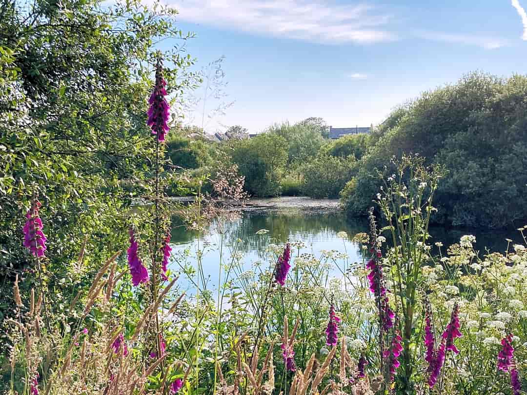 Foxglove Camping and Glamping: Foxgloves