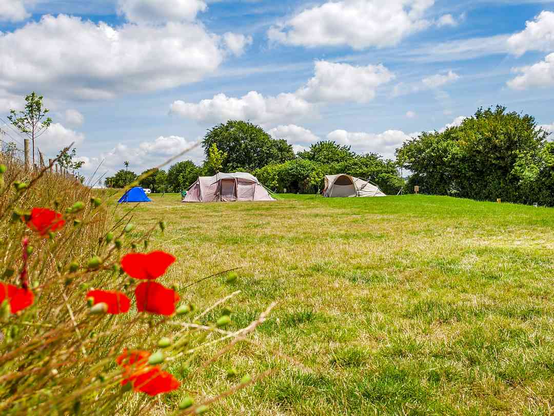 Watercress Lodges Campsite: Poppies looking lovely over at the campsite