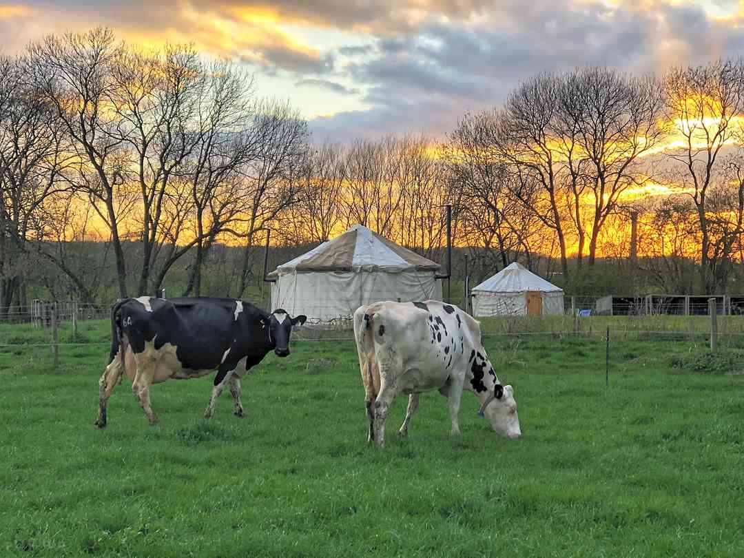 Worcester Glamping: Cows out grazing by the tents