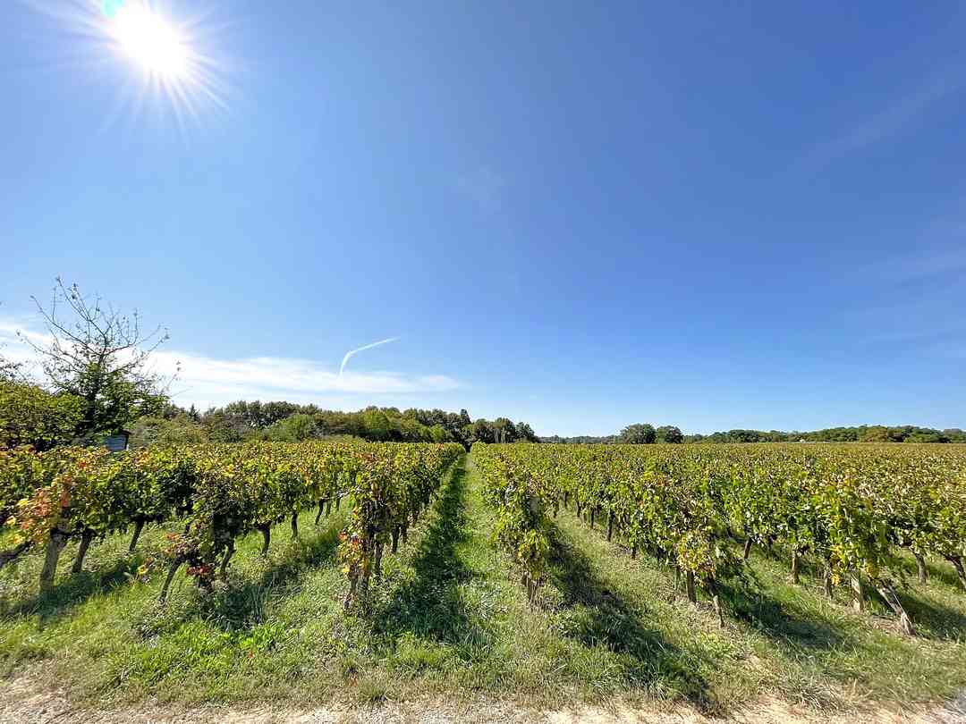 Château du Garde: The camp overlooks the vines (photo added by manager on 17/10/2023)