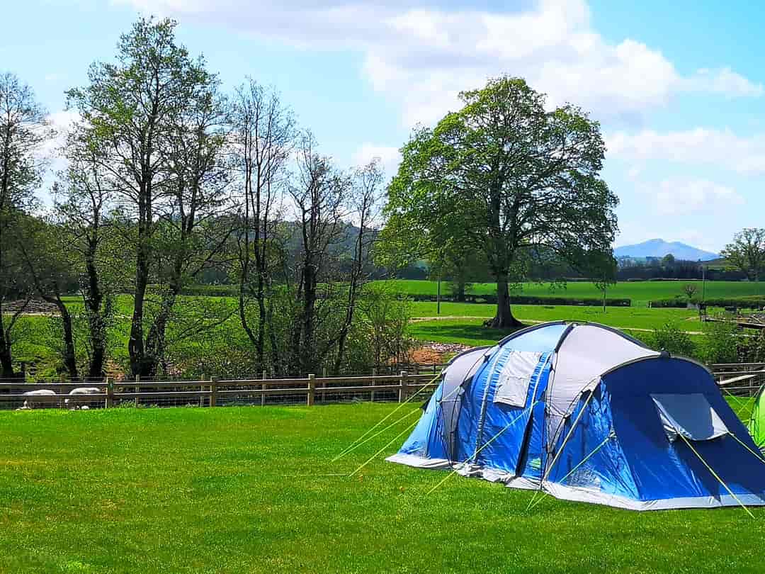 Bryndu Caravan and Camping: Grass tent pitch